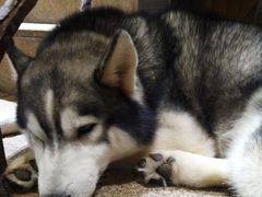 -more than meow吴止猫主题餐厅(承德 中船汇店)