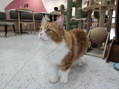 -喵园·猫主题咖啡厅·撸猫·猫咖(国贸店)