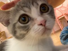 -猫咪派对(江南西店)