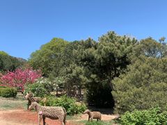 -北京西山国家森林公园