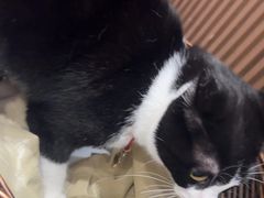 -原田新料理(1912店)