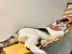-Heymao猫咖.咖啡厅(东门店)