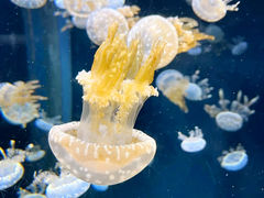 -新加坡海洋生态馆