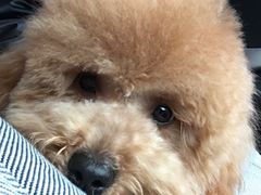 -芭比堂动物医院·犬猫全科·异宠专科(雁塔分院)