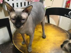 -李小姐の猫咖啡馆(五角场店)