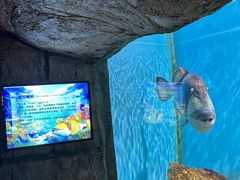 -芜湖新华联大白鲸海洋公园