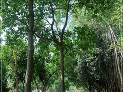-火炉山森林公园