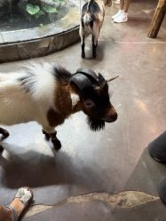 -Zoolung Zoolung动物主题公园(海信广场店)