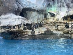 -帝企鹅自助餐厅•儿童岛•真企鹅(长隆企鹅酒店)