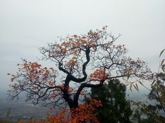 -北京鹫峰国家森林公园