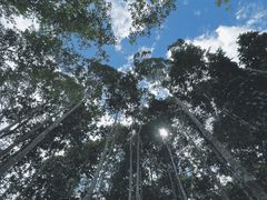 -中国科学院西双版纳热带植物园