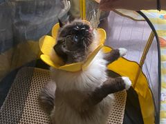 -哆趣宠物医院·眼科·内镜·急重症转诊中心(上海店)