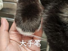 -瑞派宠物医院(锦江店)