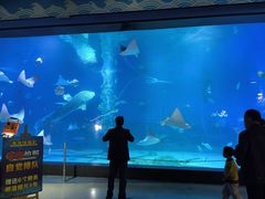 -烟台海昌鲸鲨海洋公园