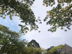 -新加坡植物园