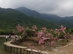 -杨梅坑