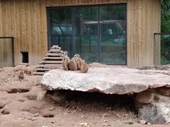 -沈阳森林动物园