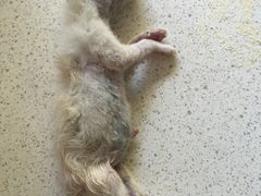 -纳吉亚猫专科动物诊疗中心(蒋宅口分院)