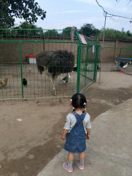 -上美四季动物农场