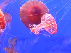 -江和美海洋公园