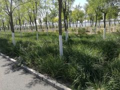 -天津东丽湖风景区