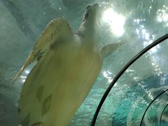 -苏州海洋馆