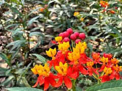 -中国科学院西双版纳热带植物园