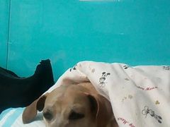 -顺强宠物诊所·狂犬免疫·夜诊·骨科(嘉定店)