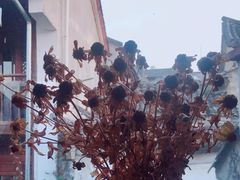 -YLK云南小粒咖啡·云里咖(二号店)