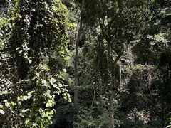 -西双版纳原始森林公园