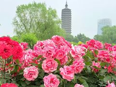 -西海子公园