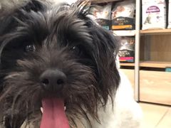 -艾贝尔宠物医院·狂犬免疫点(江山金象城店)