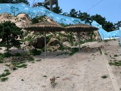 -西霞口神雕山野生动物世界