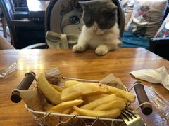 -more than meow吴止猫主题餐厅(承德 中船汇店)