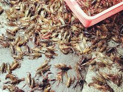 -蔡妹龙虾•肥鱼地标(陶珠路步行街店)
