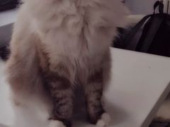 -喵的天空名猫咖啡馆·撸猫·猫舍·用品