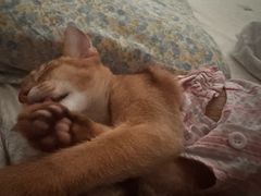 -欣宠猫屋·矮脚拿破仑·蓝金金渐层