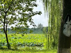 -泗洪洪泽湖湿地景区