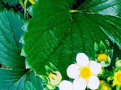 -大自然农场蔬菜草莓采摘园