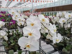 -兰陵国家农业公园