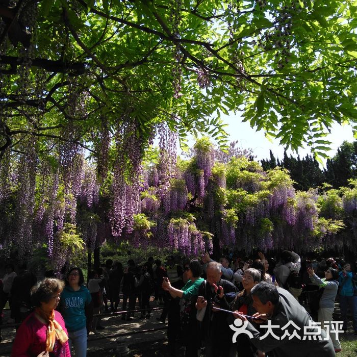 嘉定紫藤園圖片-北京公園-大眾點評網