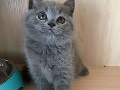 -喵zoo家庭繁育猫舍(尖东智能花园店)