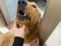 -博特宠物医院24h犬猫全科.骨科·异宠