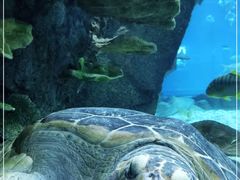 -福州罗源湾海洋世界旅游区