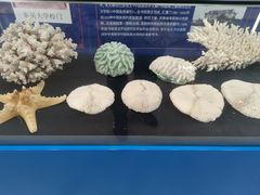 -上海海洋大学鱼文化博物馆(军工路校区)