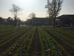 -田园东方蜜桃村的田野营地