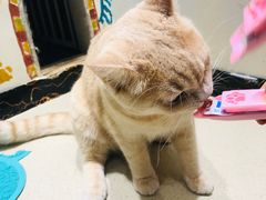 -藏猫猫咖啡主题馆(中央大道店)