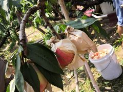 -南汇老顾农家乐采摘大团水蜜桃采摘店