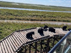 -黑瞎子岛探秘野熊园