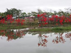 -天适樱花悠乐园